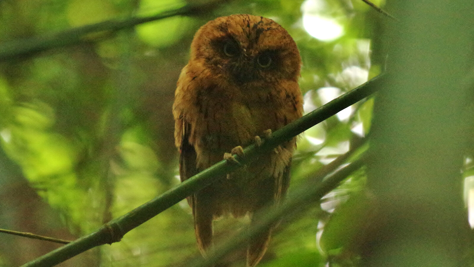 Sao Tome Scops Owl