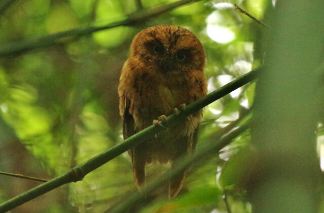Sao Tome Scops Owl