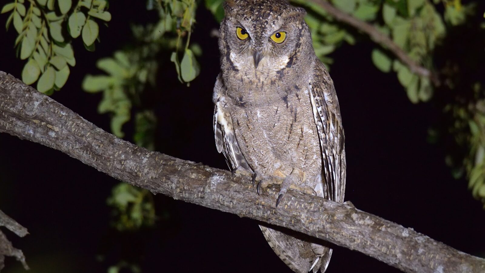 Mantanani Scops Owl