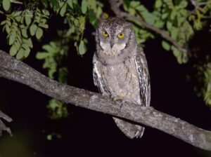 Mantanani Scops Owl