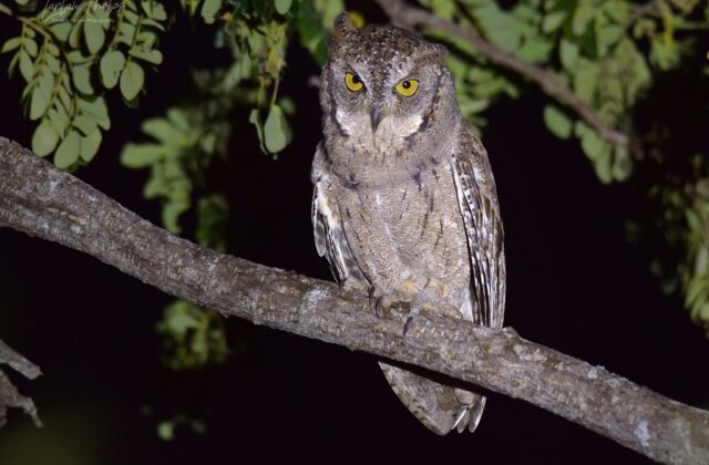 Mantanani Scops Owl