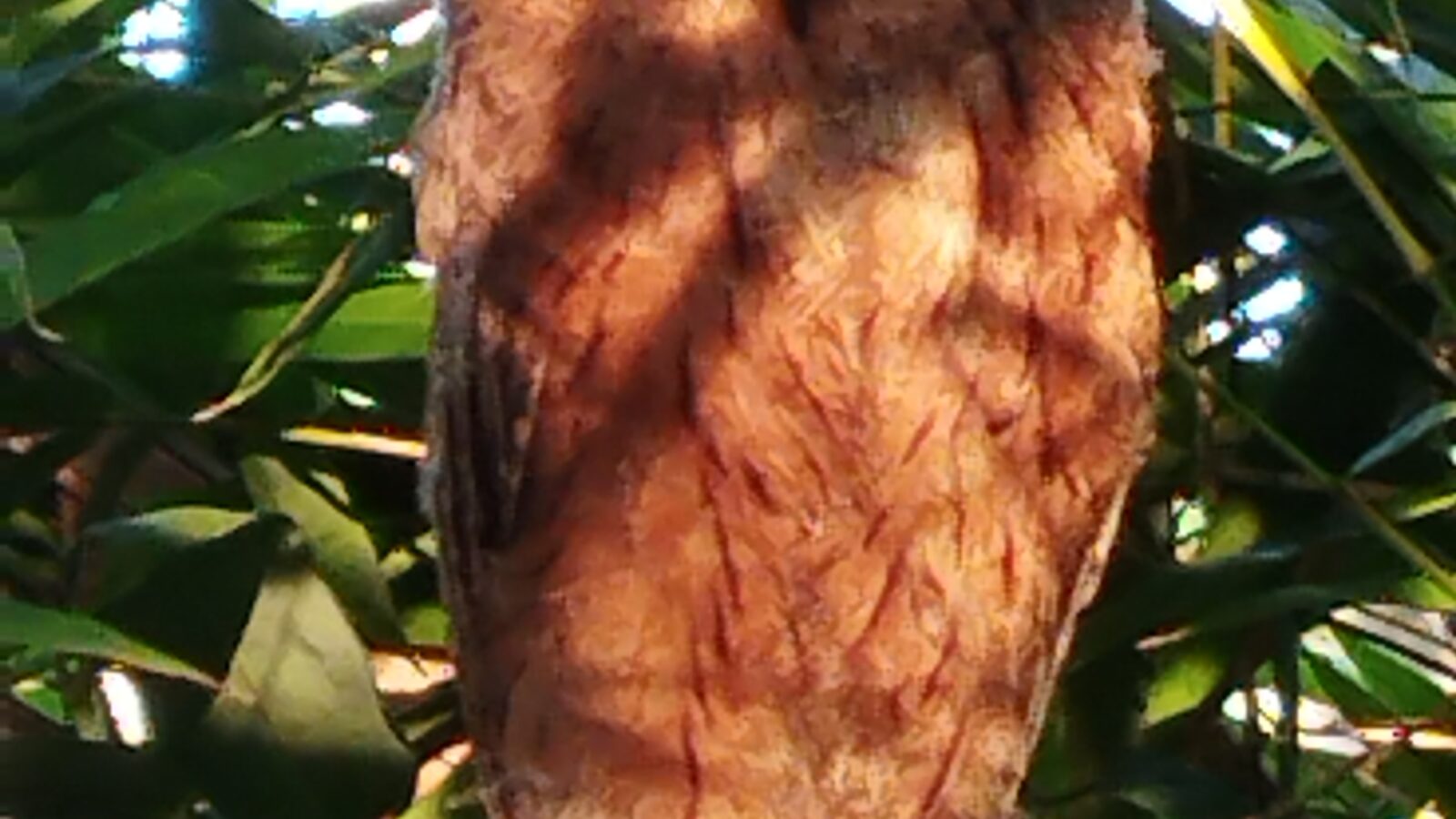 Mayotte Scops Owl