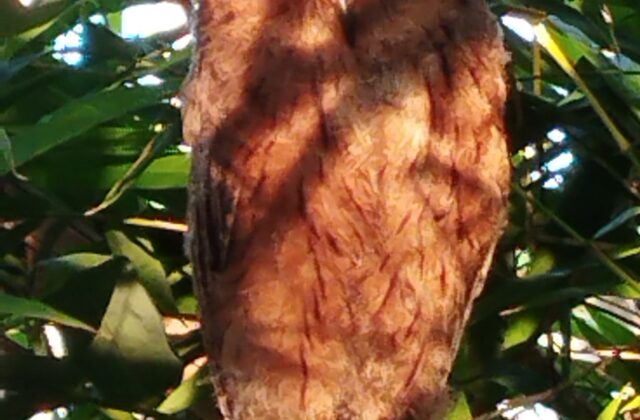 Mayotte Scops Owl