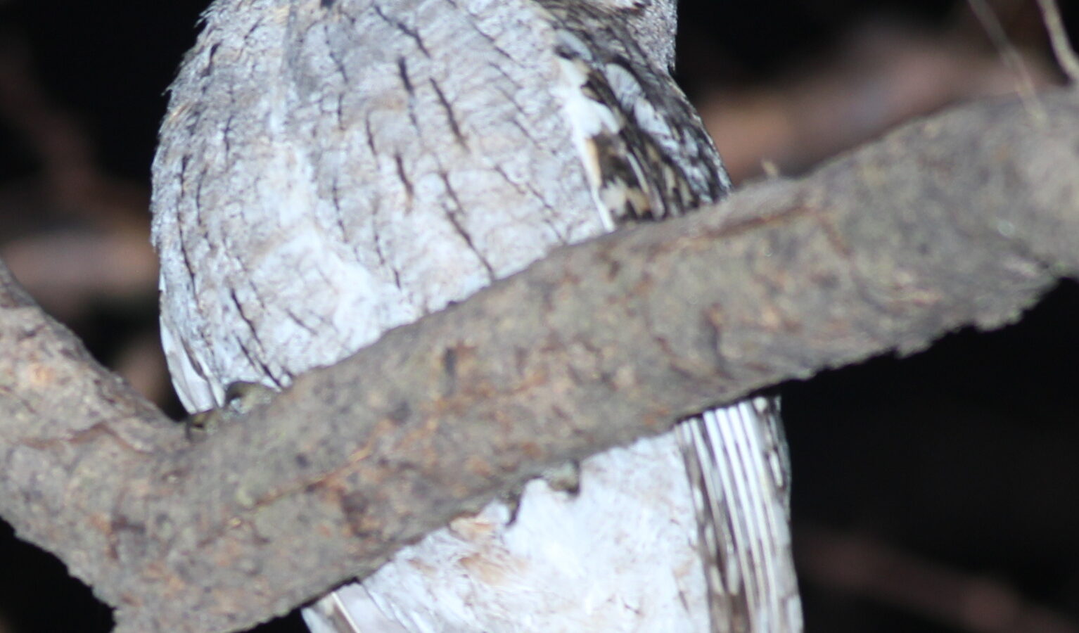 Arabian Scops Owl