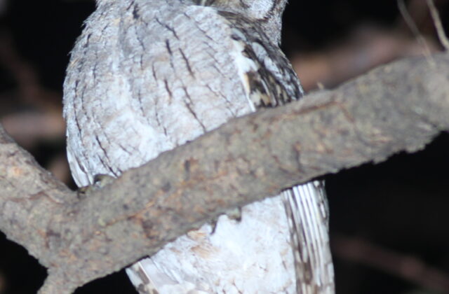 Arabian Scops Owl