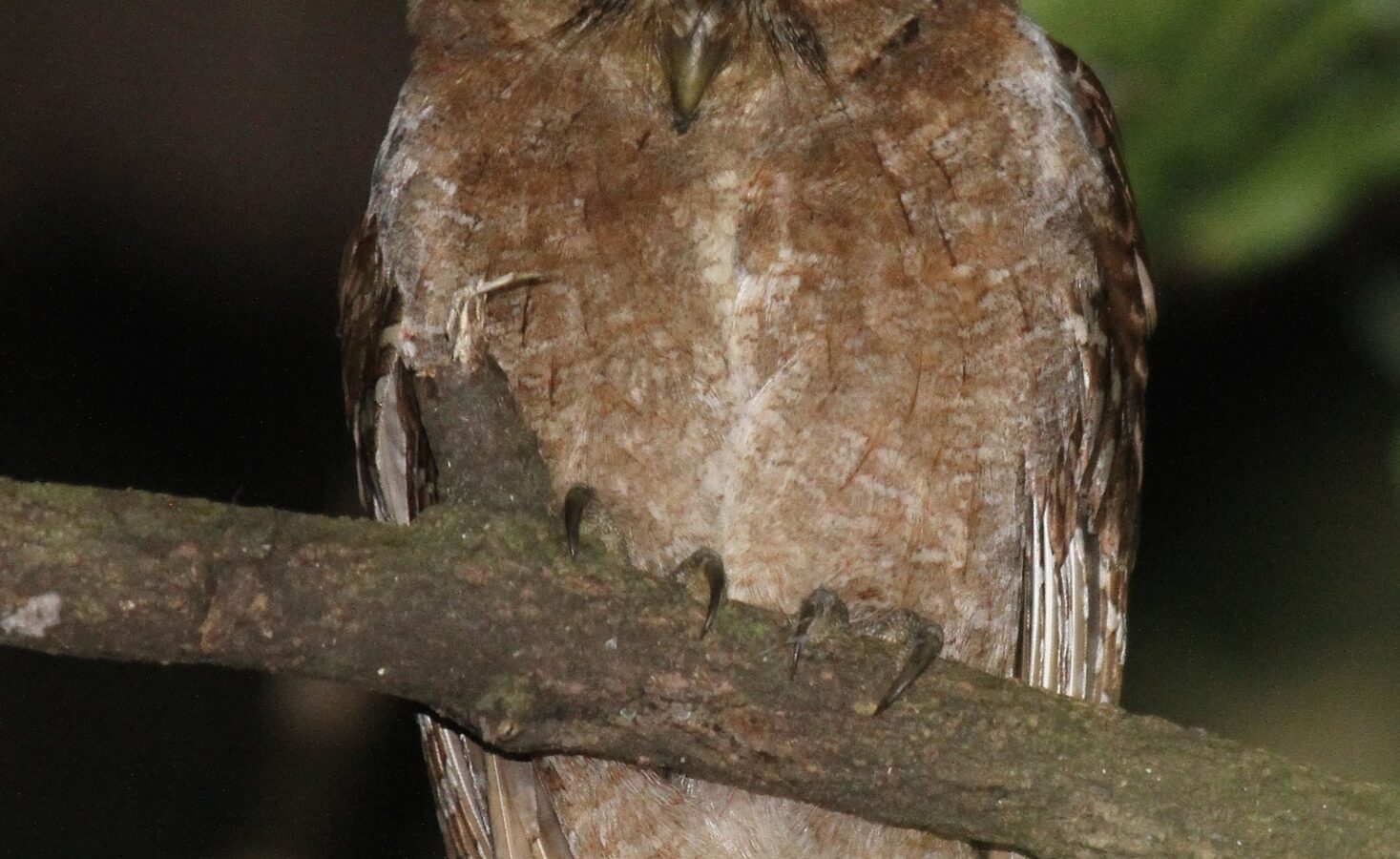 Pemba Scops Owl