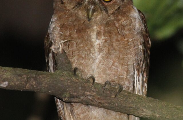 Pemba Scops Owl
