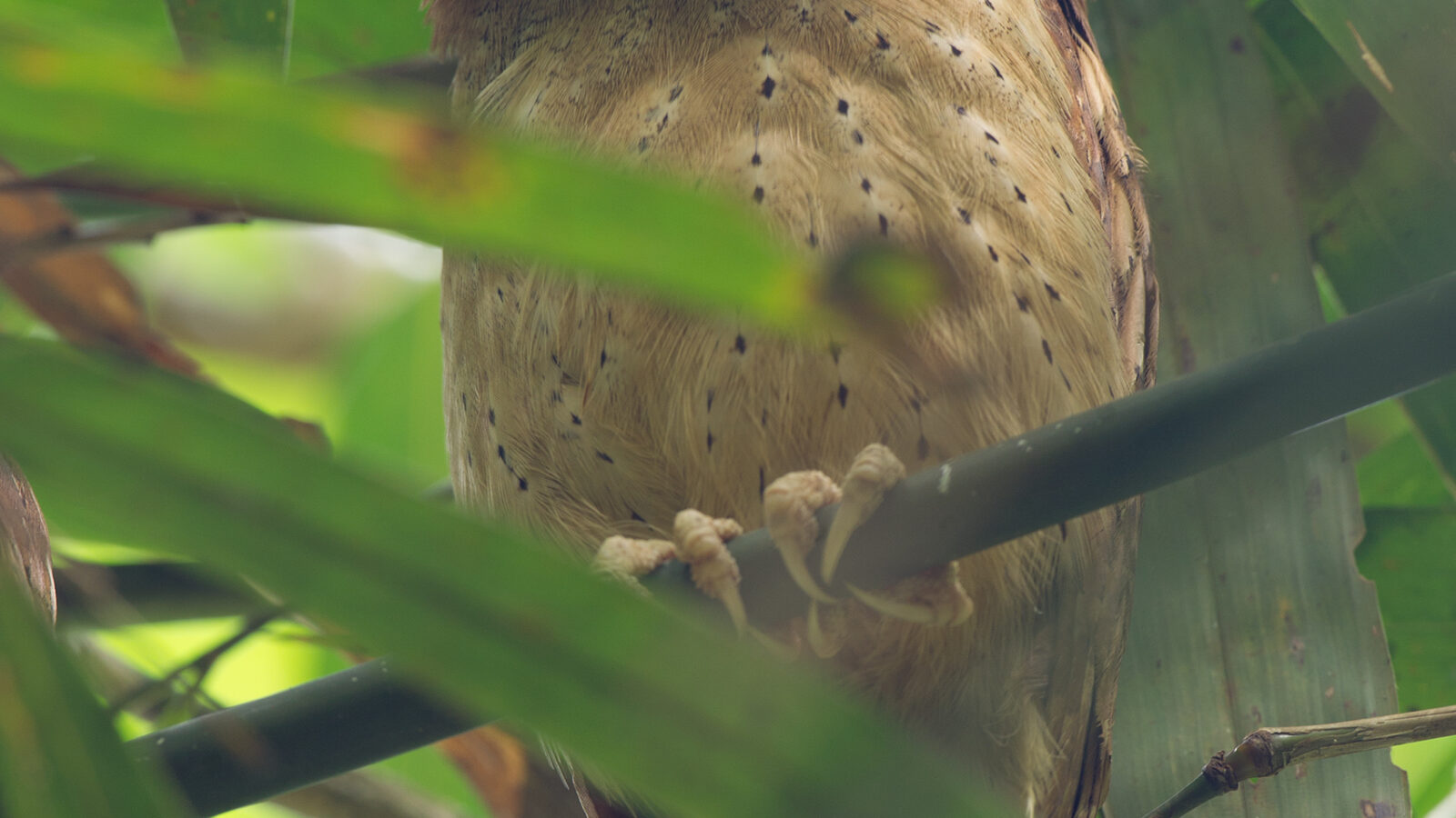 White-fronted Scops Owl
