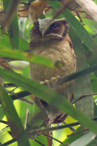 White-fronted Scops Owl