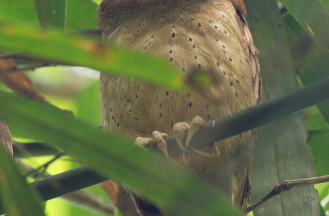 White-fronted Scops Owl