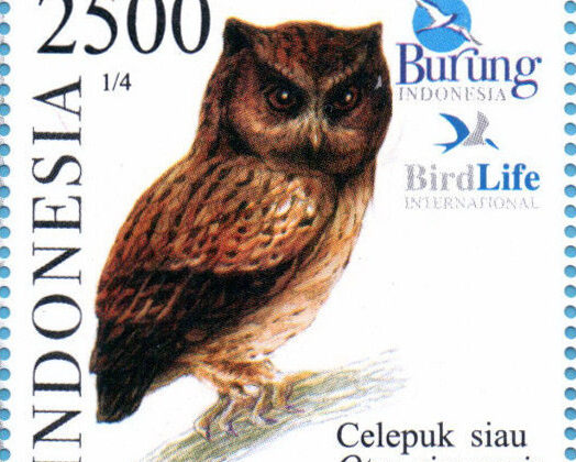 Siau Scops Owl