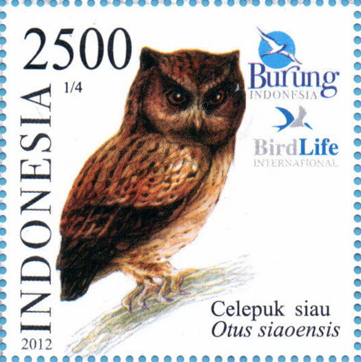 Siau Scops Owl