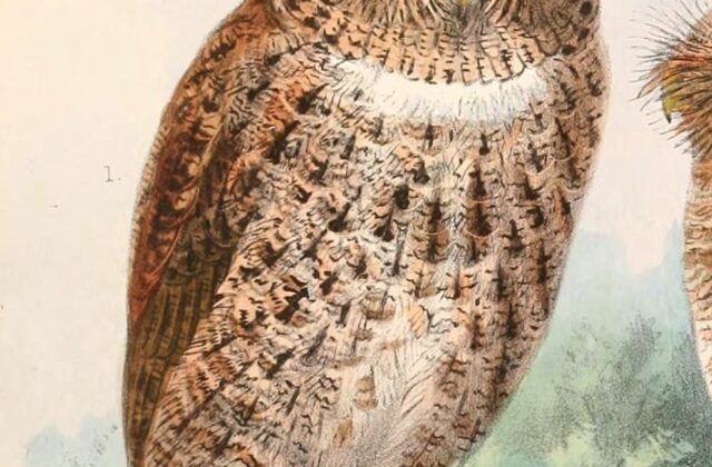 Wallace’s Scops Owl