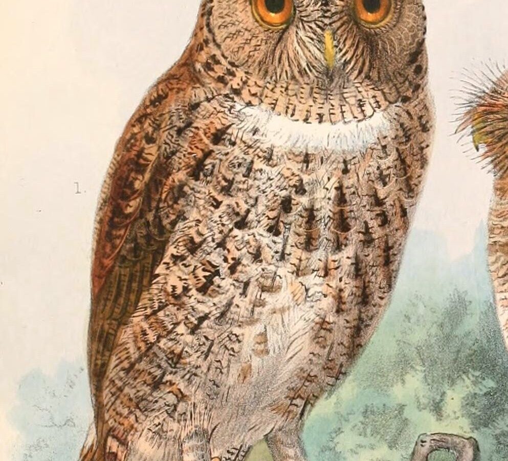 Wallace’s Scops Owl