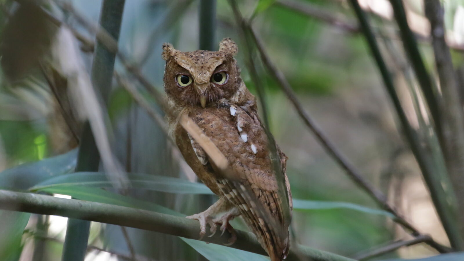 Mountain Scops Owl