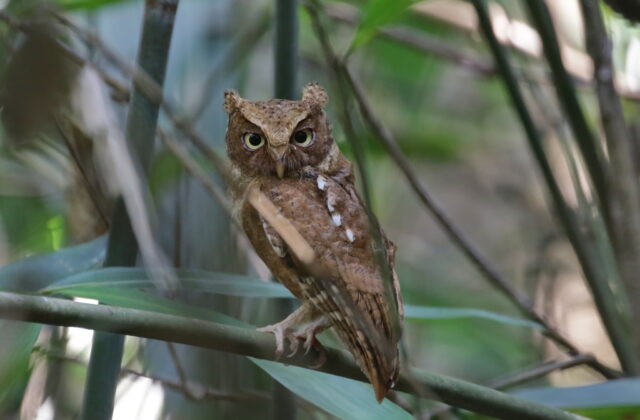 Mountain Scops Owl