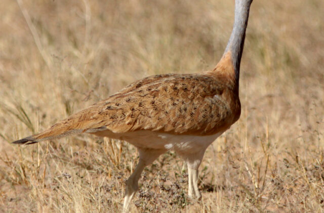 Nubian Bustard