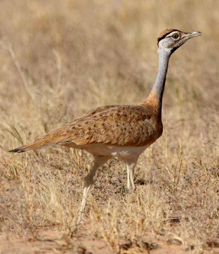 Nubian Bustard