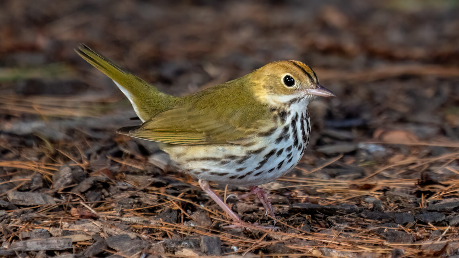 Ovenbird