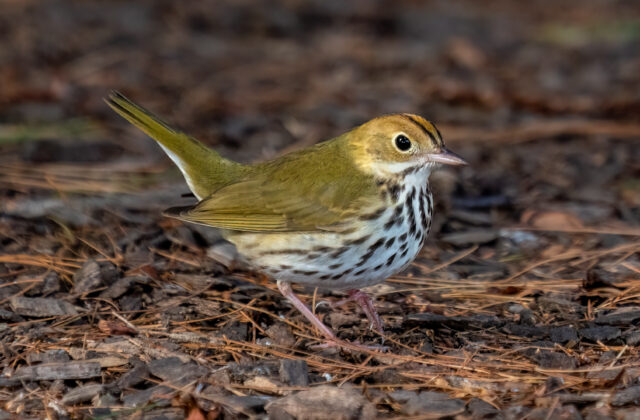 Ovenbird