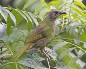 Olive-winged Bulbul