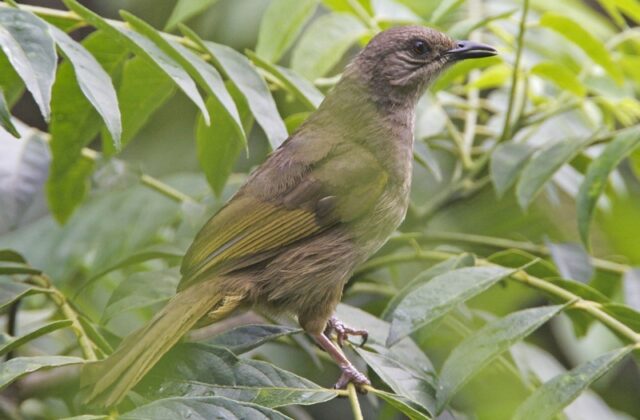 Olive-winged Bulbul