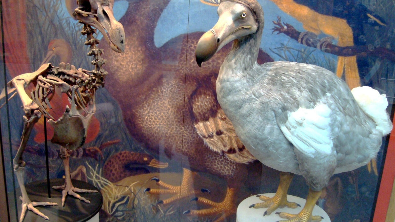 Dodo