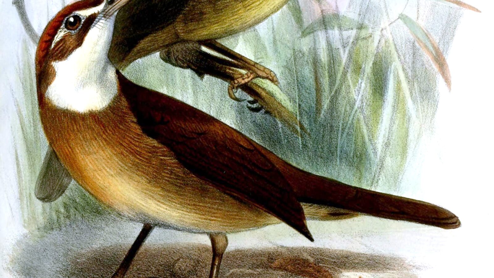 White-throated Oxylabes