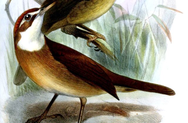 White-throated Oxylabes