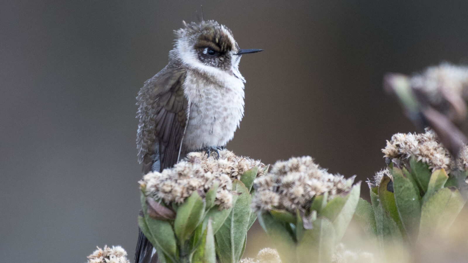 Green-bearded Helmetcrest