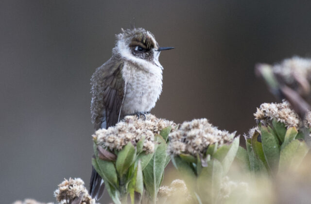 Green-bearded Helmetcrest