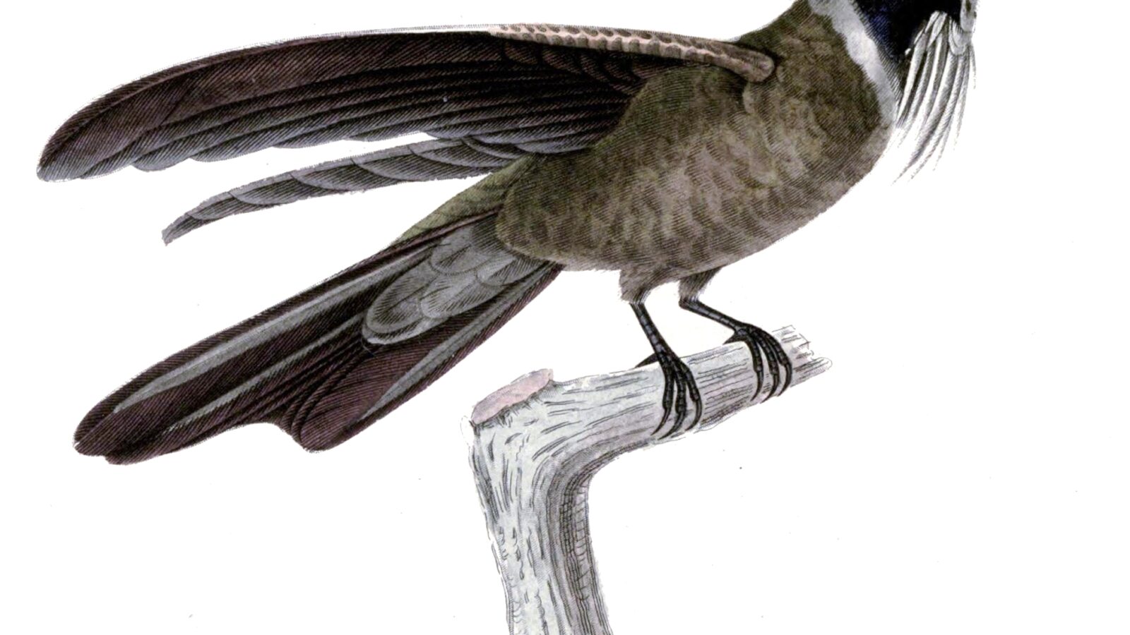 White-bearded Helmetcrest