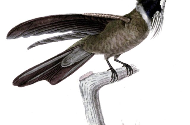 White-bearded Helmetcrest