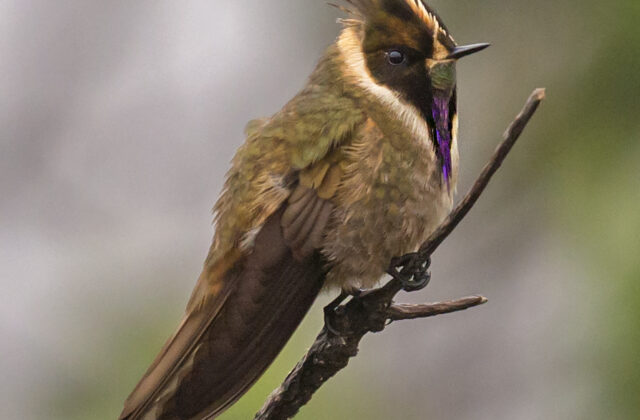 Buffy Helmetcrest
