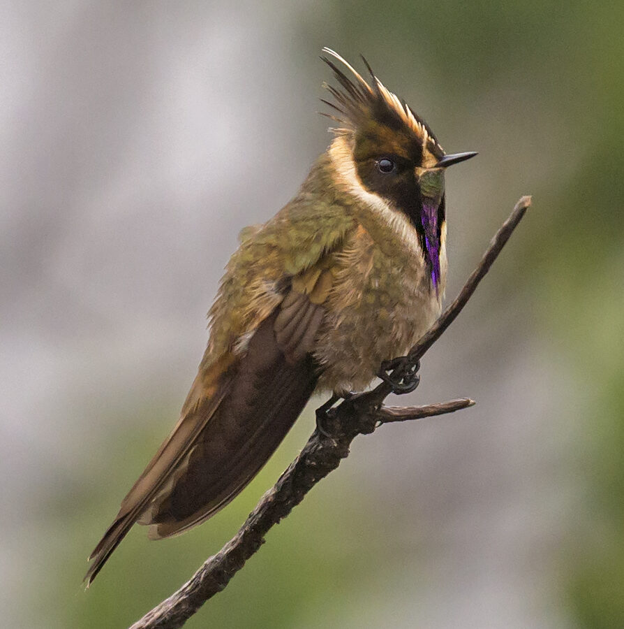 Buffy Helmetcrest