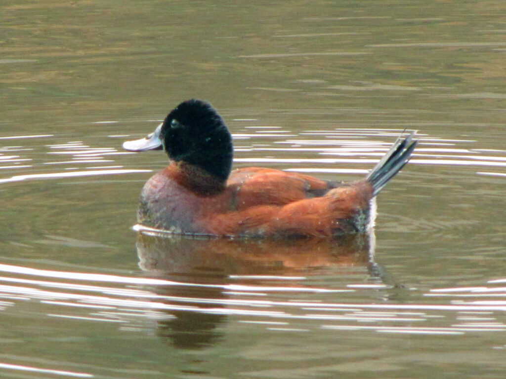 Andean Duck