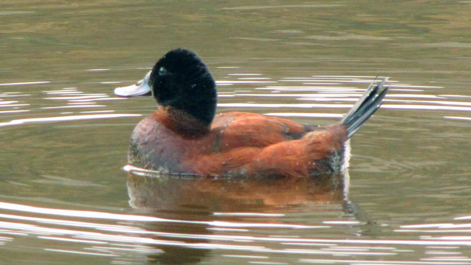 Andean Duck