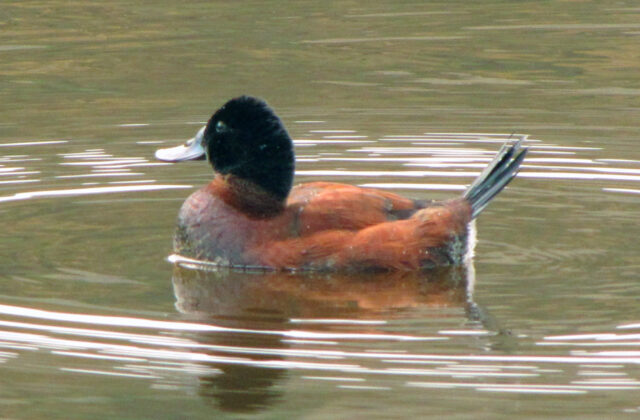 Andean Duck