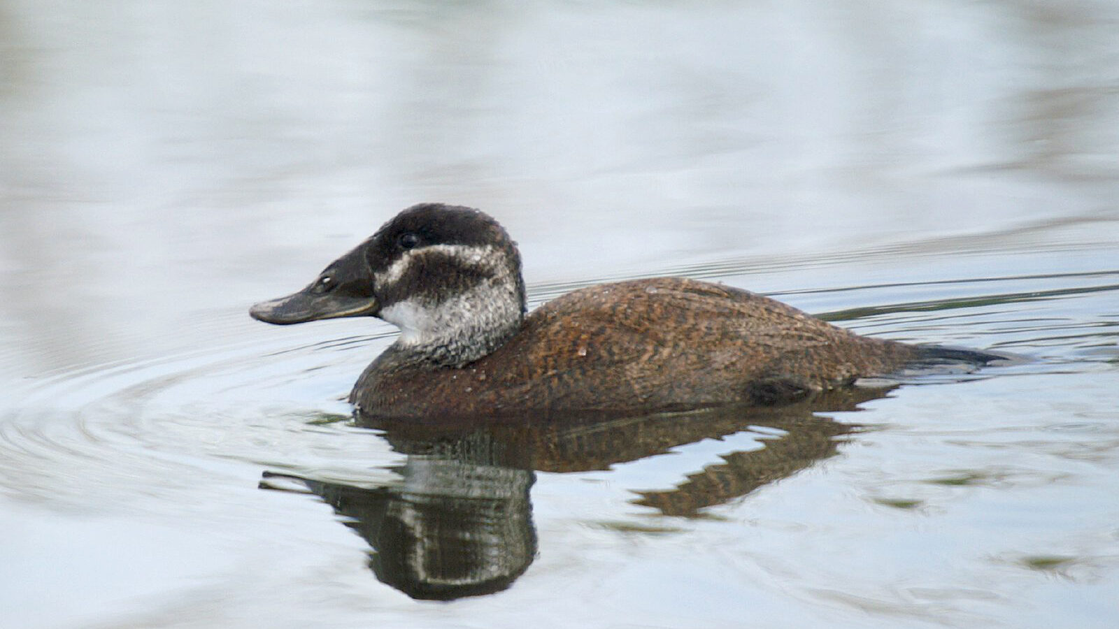 White-headed Duck