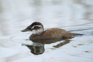 White-headed Duck