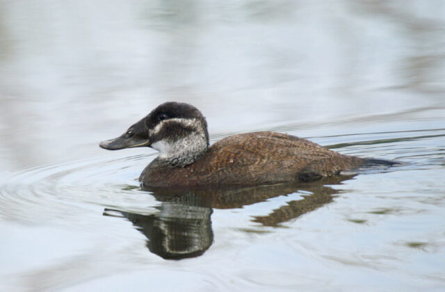 White-headed Duck