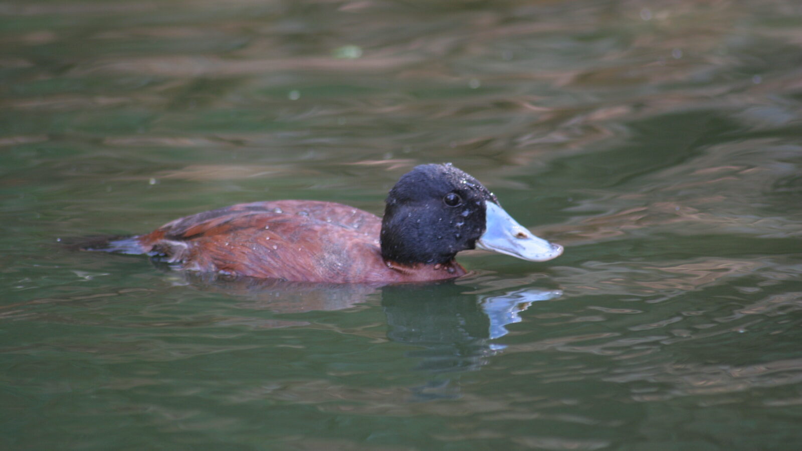 Maccoa Duck