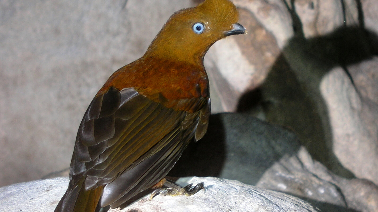 Andean Cock-of-the-rock