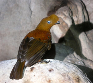 Andean Cock-of-the-rock