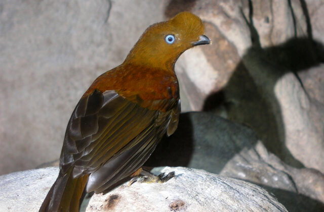 Andean Cock-of-the-rock