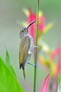 Pale Spiderhunter