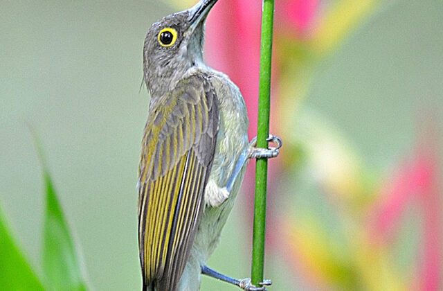 Pale Spiderhunter