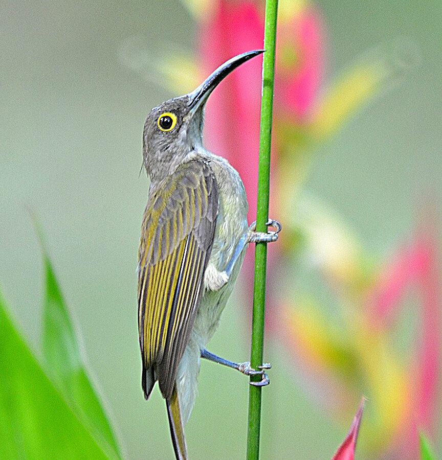 Pale Spiderhunter