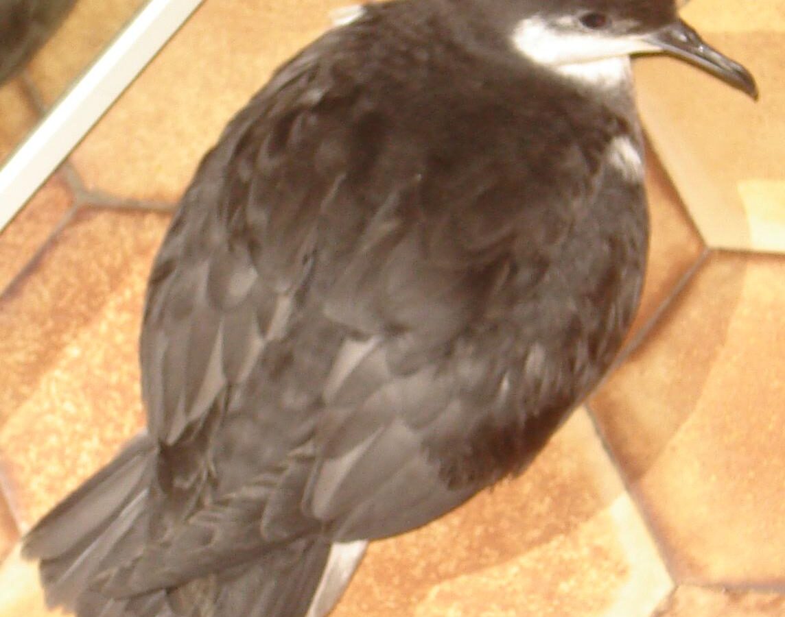 Tropical Shearwater