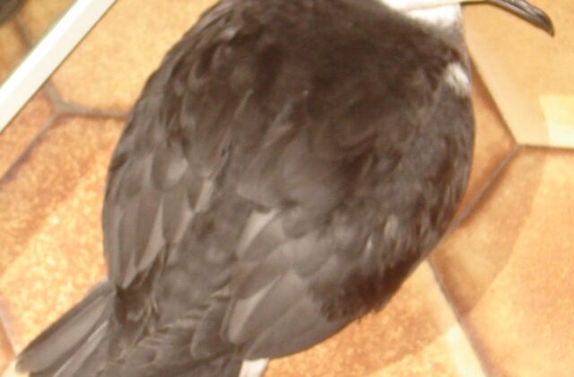 Tropical Shearwater